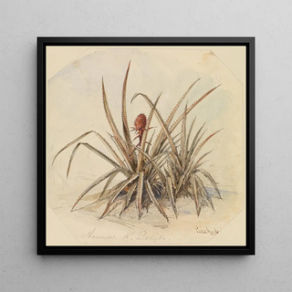 Ananas en fleurs - Ferdinand Keller