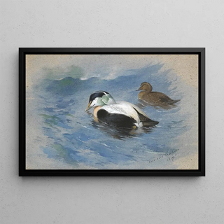 Archibald Thorburn - A Pair Of Eider Ducks.webp
