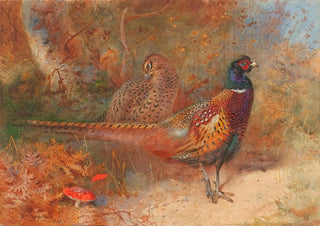 Archibald Thorburn - A cock and hen pheasant.webp