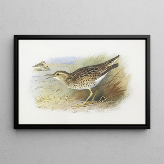 Archibald Thorburn - Bartrams Plover.webp