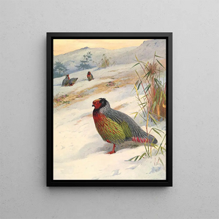 Archibald Thorburn - Kusers Blood Partridge.webp