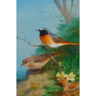 Archibald Thorburn - Pair Of Redstarts.webp