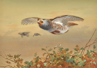 Archibald Thorburn - Partridge In Flight.webp