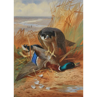 Archibald Thorburn - Peregrine falcon and mallard duck on a sandbank.webp