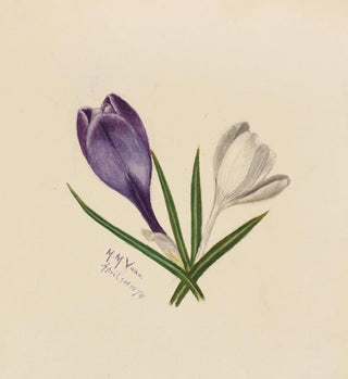 Crocus - Mary Vaux Walcott
