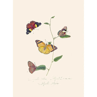 Edward Donovan - An epitome of the natural history of the insects of New Holland New Zealand Pl25.webp