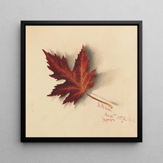 Feuille d'automne - Mary Vaux Walcott