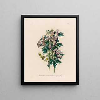 Gaetano Savi - Aconitum intermedium versicolor.webp