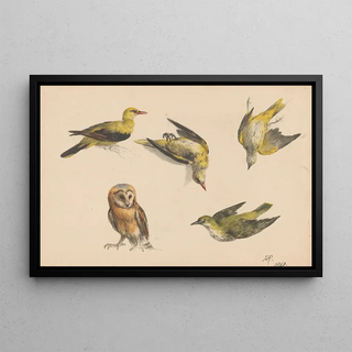 Henritte RonnerKnip - Studies van een uil en twee wielewalen.webp