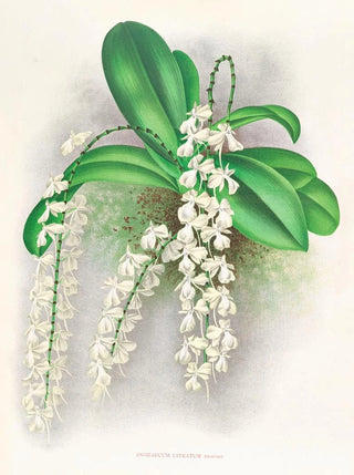 Jean Jules Linden - Angraecum citratum.webp