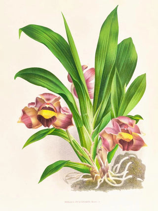 Jean Jules Linden - Bollea pulvinaris.webp