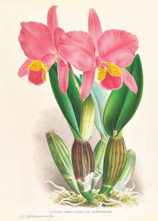 Jean Jules Linden - Cattleya percivaliana var reichenbachi.webp