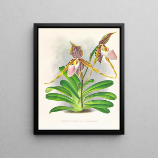 Jean Jules Linden - Cypripedium praestans var kimballianum.webp