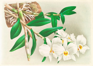 Jean Jules Linden - Dendrobium infundibulum.webp