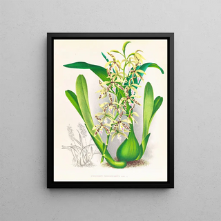 Jean Jules Linden - Epidendrum prismatocarpum.webp