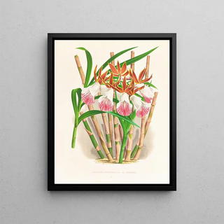 Jean Jules Linden - Galendra devoniana.webp