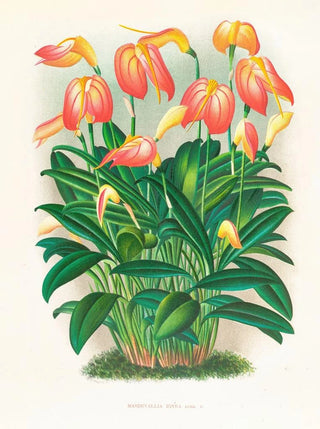 Jean Jules Linden - Masdevallia ignea.webp