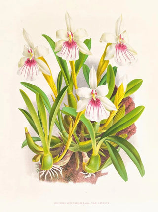 Jean Jules Linden - Miltonia spectabilis.webp