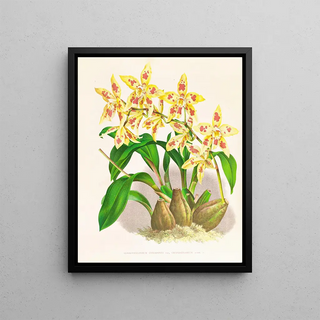 Jean Jules Linden - Odontoglossum coradinei var grandiflorum.webp