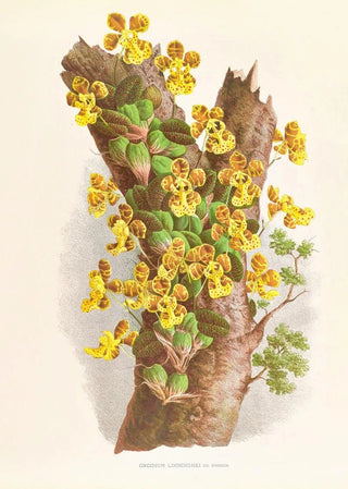Jean Jules Linden - Oncidium Limminghei.webp