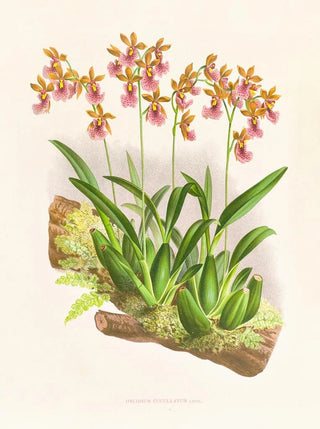 Jean Jules Linden - Oncidium cucullatum.webp