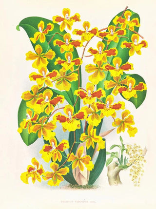 Jean Jules Linden - Oncidium sarcodes.webp