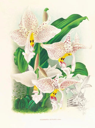 Jean Jules Linden - Stanhopea oculata.webp