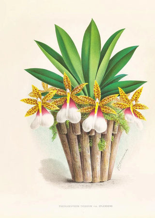 Jean Jules Linden - Trichocentrum Tigrinum.webp