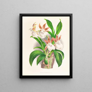 Jean Jules Linden - Zygopetalum rostratum.webp