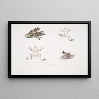 John Edward Gray - 1 1a Spotted Tree Frog Hyla maculata 2 2a Bengal Frog Rana Bengalensis.webp