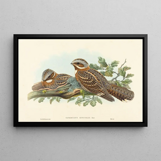 John Gould - Caprimulgus Ruficollis.webp