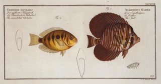 Marcus Elieser Bloch - 1 Acanthurus Velifer The Sail 2 Chaetodon maculatus The maculated Chetodon.webp