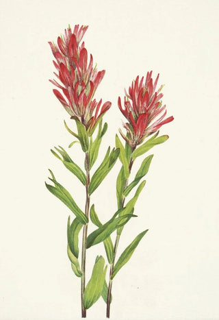 Mary Vaux Walcott - Alberta Paintbrush Castilleja miniata.webp
