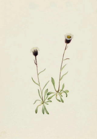 Mary Vaux Walcott - Aleutian Fleabane.webp