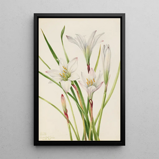 Mary Vaux Walcott - AtamascoLily Atamosco atamasco.webp