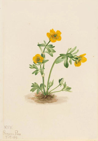 Mary Vaux Walcott - Avalanche Buttercup Ranunculus suksdorfii.webp