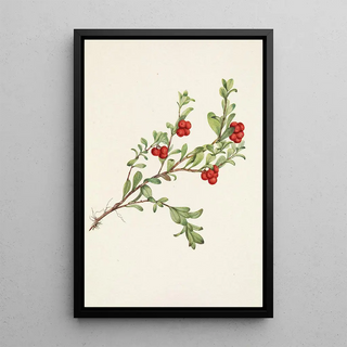 Mary Vaux Walcott - Bearberry fruit Arctostaphylos uvaursi.webp