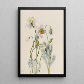 Mary Vaux Walcott - Bearpoppy Arctomecon merriami.webp