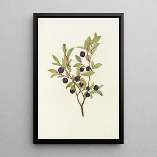 Mary Vaux Walcott - Big Whortleberry Vaccinium membranacea.webp