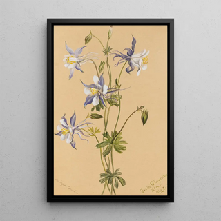 Mary Vaux Walcott - Blue Columbine Aquilegia caerulea.webp