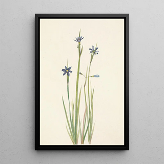 Mary Vaux Walcott - Blueeyedgrass Sisyrinchium angustifolium.webp
