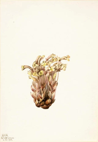 Mary Vaux Walcott - Broomrape Orobanche fasciculata.webp