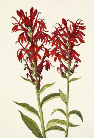Mary Vaux Walcott - Cardinalflower Lobelia cardinalis.webp