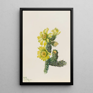 Mary Vaux Walcott - Cholla Opuntia whipplei.webp