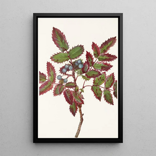 Mary Vaux Walcott - Creeping Hollygrape Berberis repens.webp