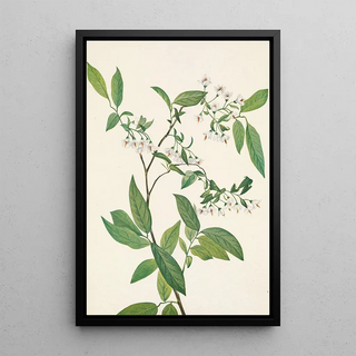 Mary Vaux Walcott - Deerberry Polycodium stamineum.webp