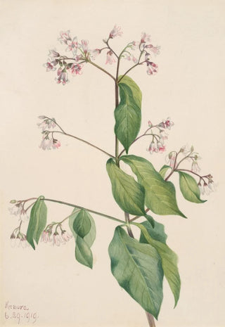 Mary Vaux Walcott - Dogbane Apocyum androsaemfolium.webp