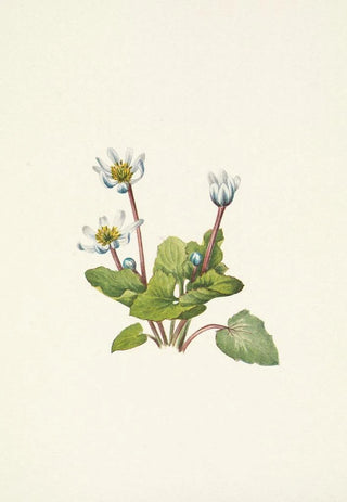 Mary Vaux Walcott - Elkslip Caltha leptosepala.webp