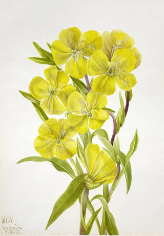 Mary Vaux Walcott - Evening Primrose Oenothera.webp