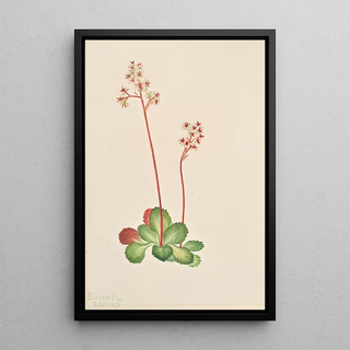 Mary Vaux Walcott - Evergreen Saxifrage Leptarrhena pyrolifolia.webp